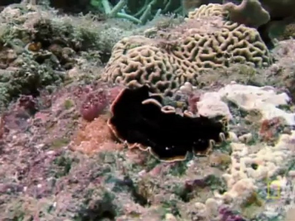 Flatworm Penis Eskrim