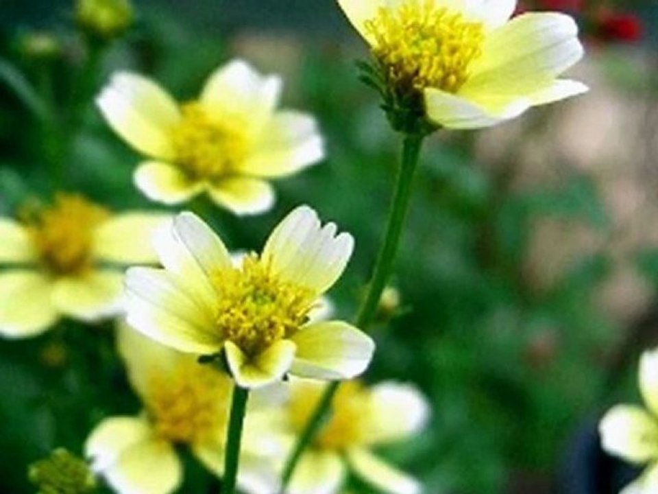 ショパン ピアノ協奏曲第1番