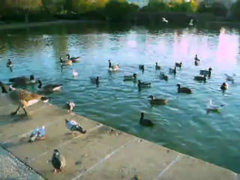 COHABITATION CANARDS PIGEONS POISSONS