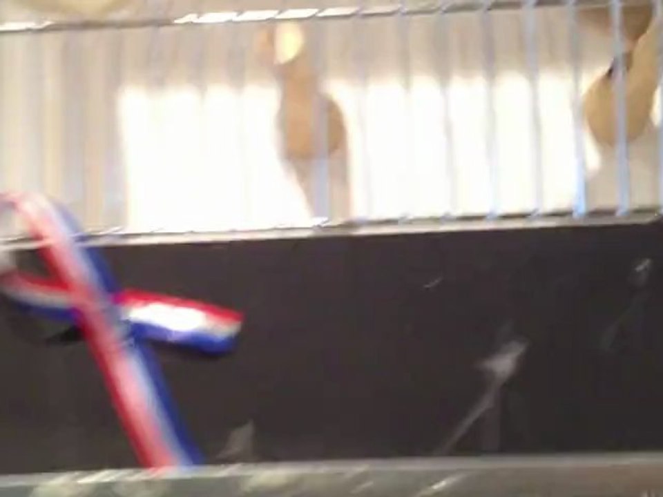 chardo27 champion ailes grise mosaique rouge male 90pts et femelle 92 pts