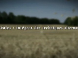 Cereales : integrer des techniques alternatives