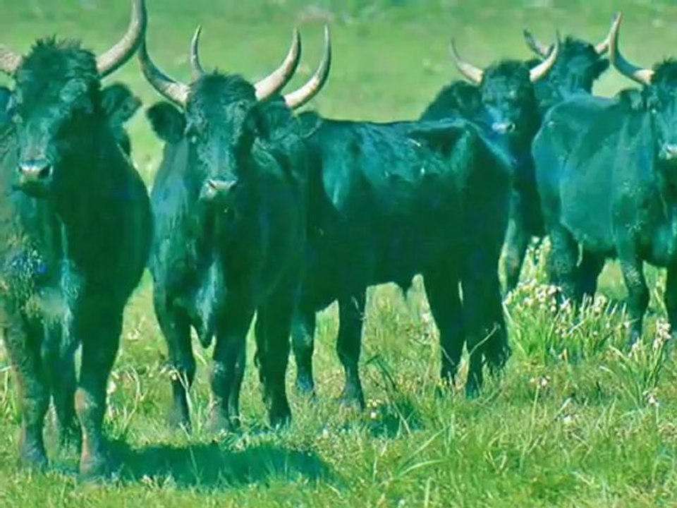 61  LA CAMARGUE CHEVAUX &TAUREAUX