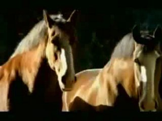 Budweiser Clydesdales family TV