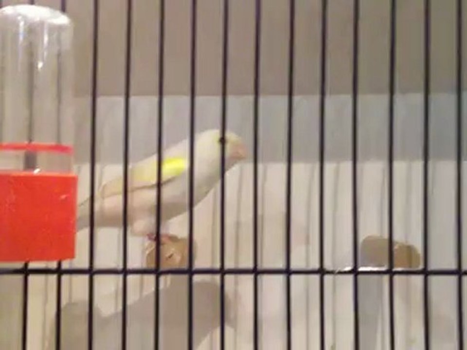 92 pts champion régionale à vénissieux