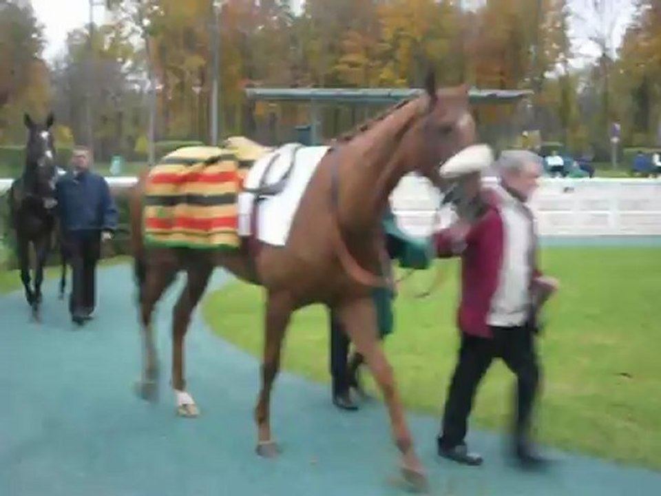 Rond de présentation des chevaux et entrée en piste de la 6ème course-Chantilly (09-11-2012)