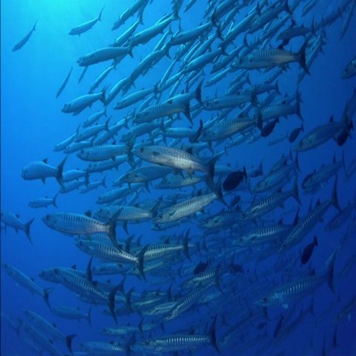 Fishes