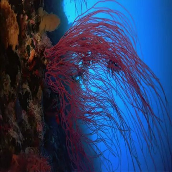 Fishes2