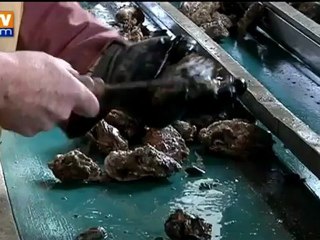 Marc Herry : le nouvel ostréiculteur obtient ses galons