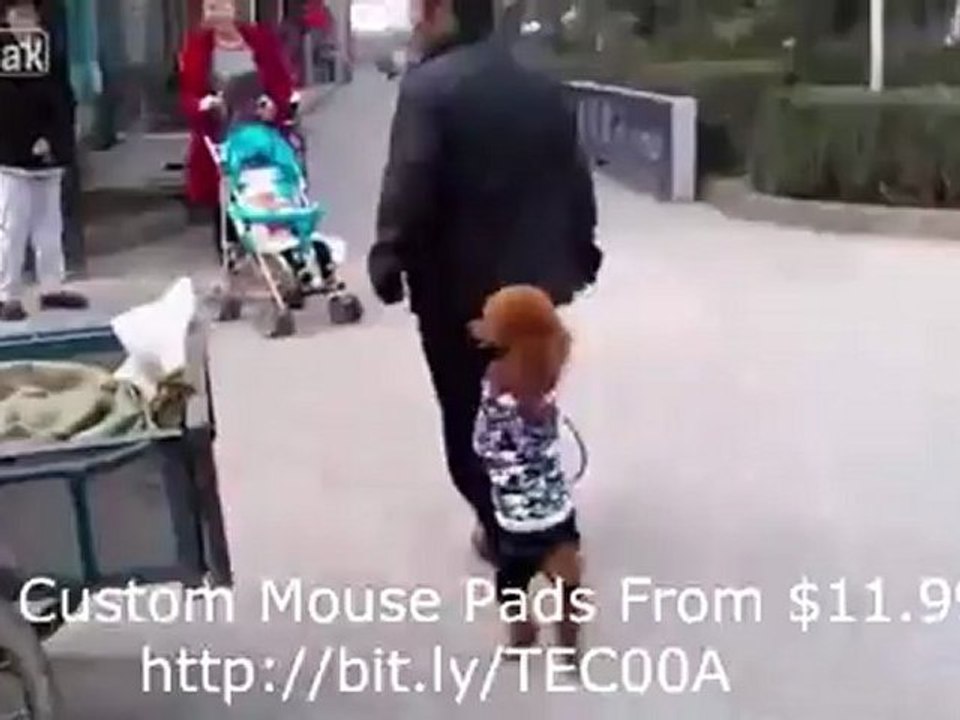 Poodle Too Cool for School!!