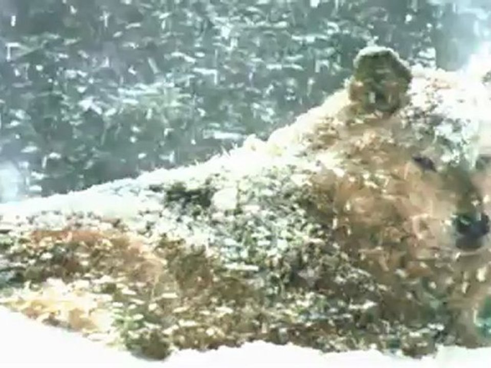 Snow_Wolve