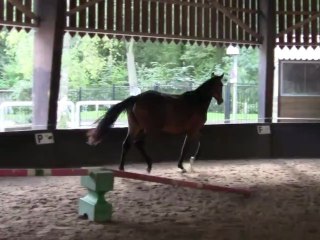 Athéa 2012 trot et galop