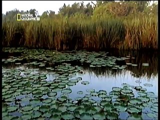 Canlıların Etkisi - Balta Girmemiş Ormanlar www.turkcebelgeselizle.com