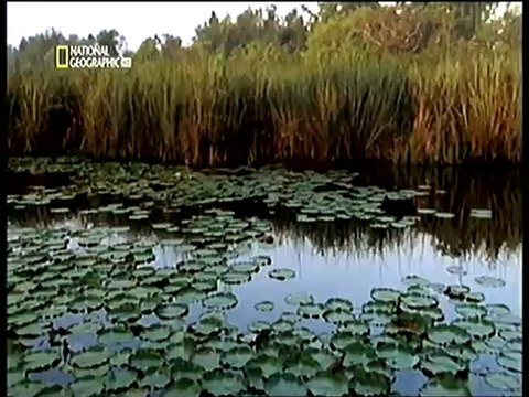 Canlıların Etkisi - Balta Girmemiş Ormanlar turkcebelgeselizle.com