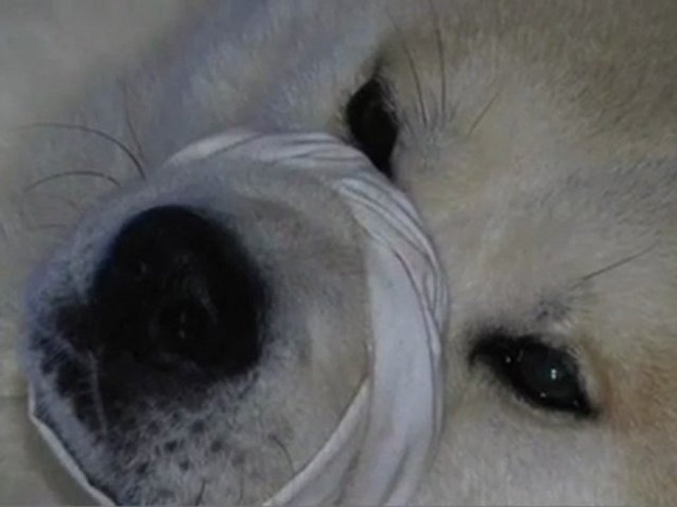 Reportage-Formation Secourisme Canin