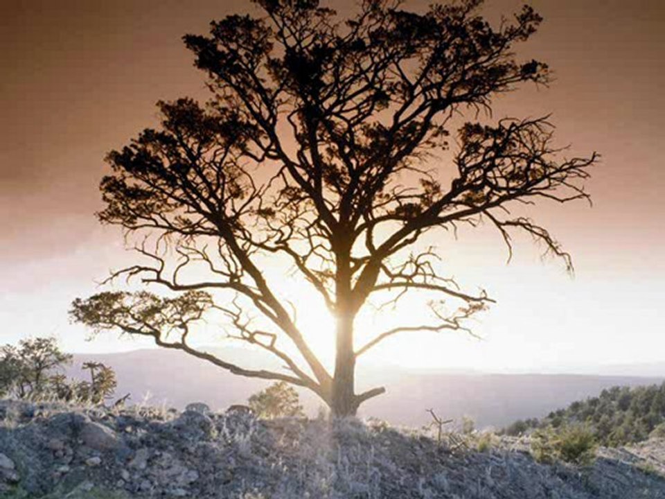 Spanish Guitar - Acousti Guitar - Liberty