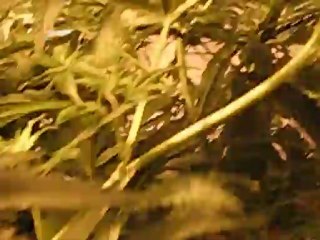 BD OG coming out of 36-hour dark time