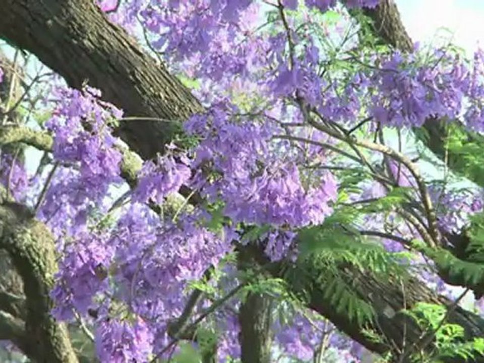Pretoria's Jacaranda trees are an 'alien' problem