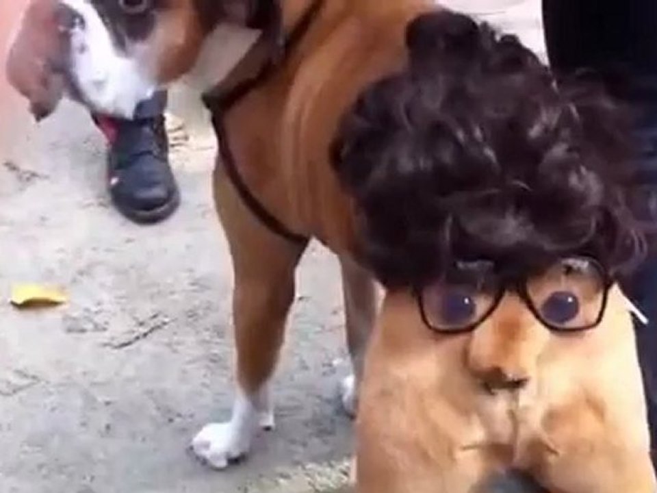Halloween pooch's funny bum outfit.