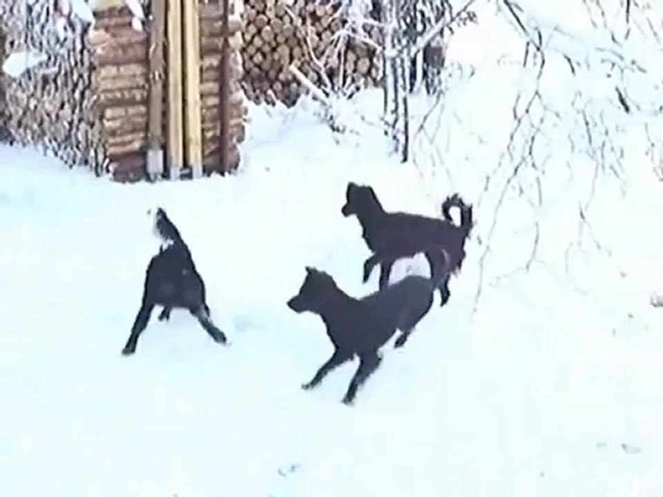 Aika frodo nanouk_wmv v9