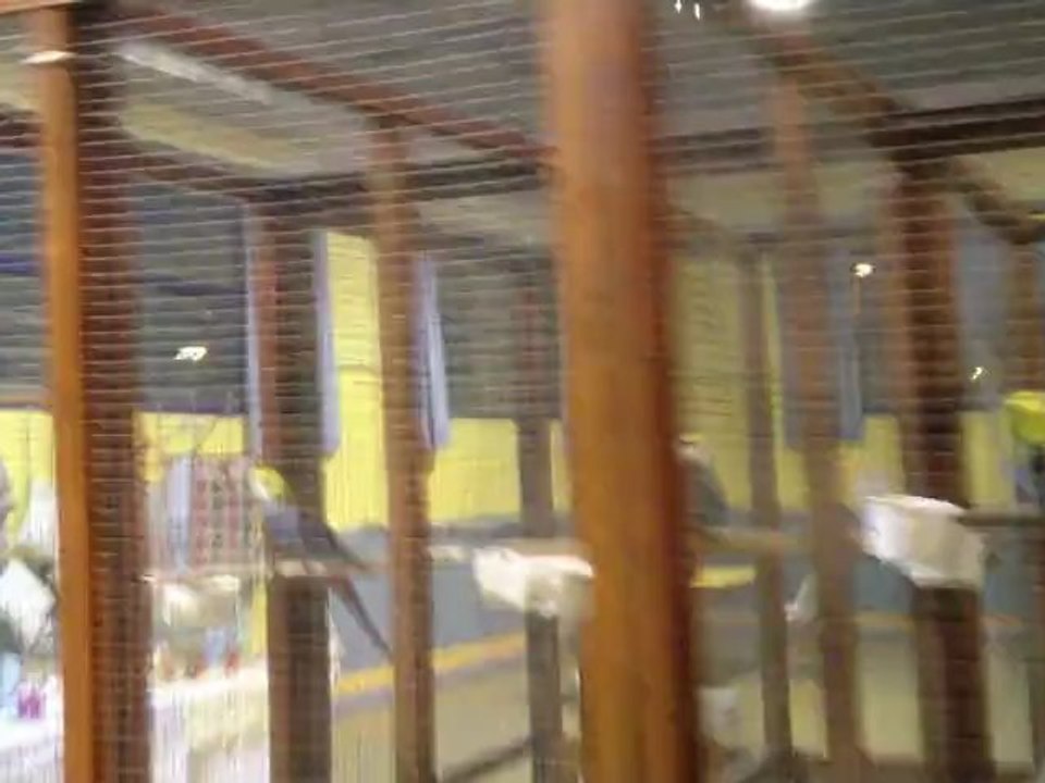 concour régionale à Vénissieux