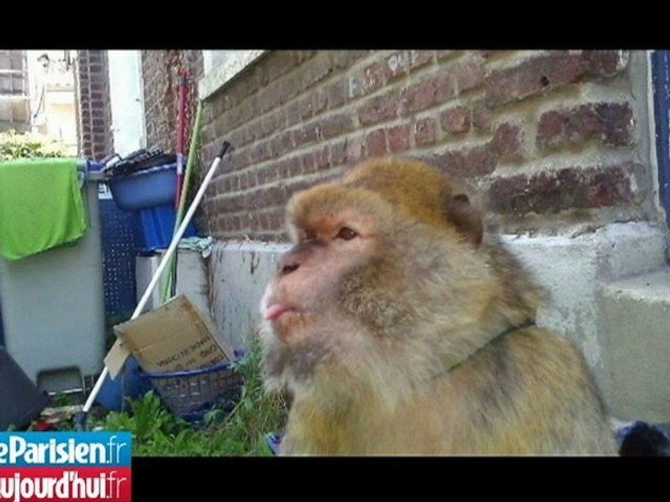 «L'Etat menace d'enlever notre singe, domestiqué depuis 18 ans»