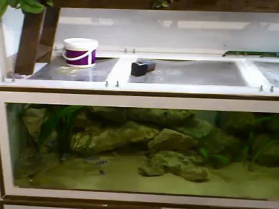 Cypho Blue Zaire Kapampa  et Cyprichromis Kigoma