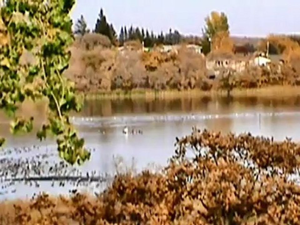THE BIRDS