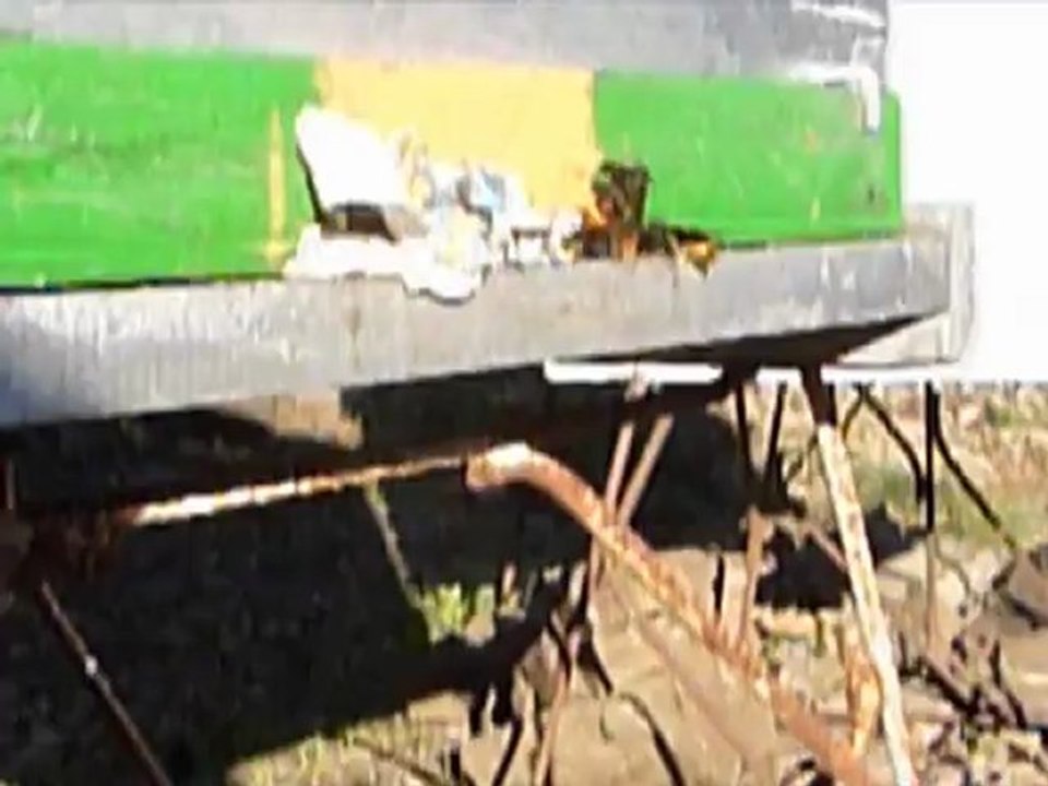 Stop pillage d'une ruche par les frelons asiatiques