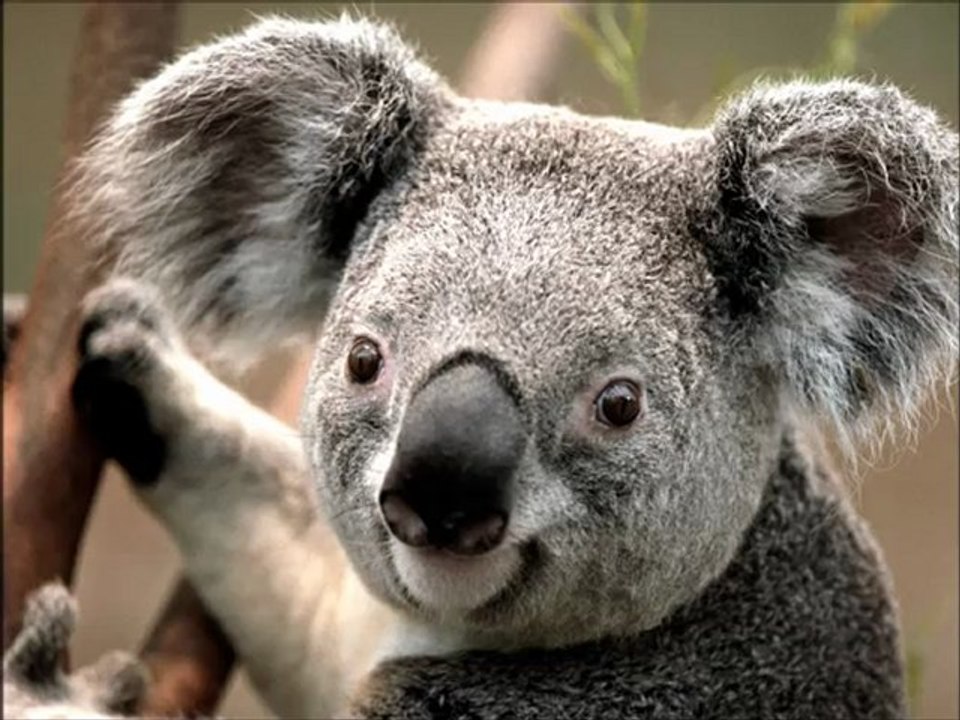 C2C down the road remix + original avec koala