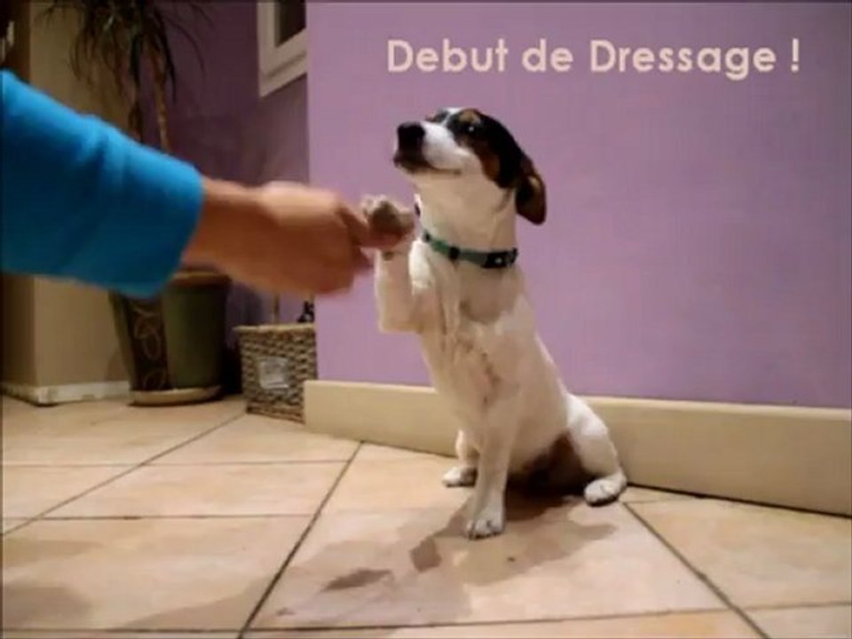 Hibis, début de dressage.