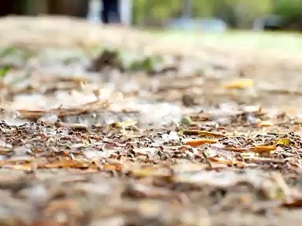 Ants - Free HD stock footage