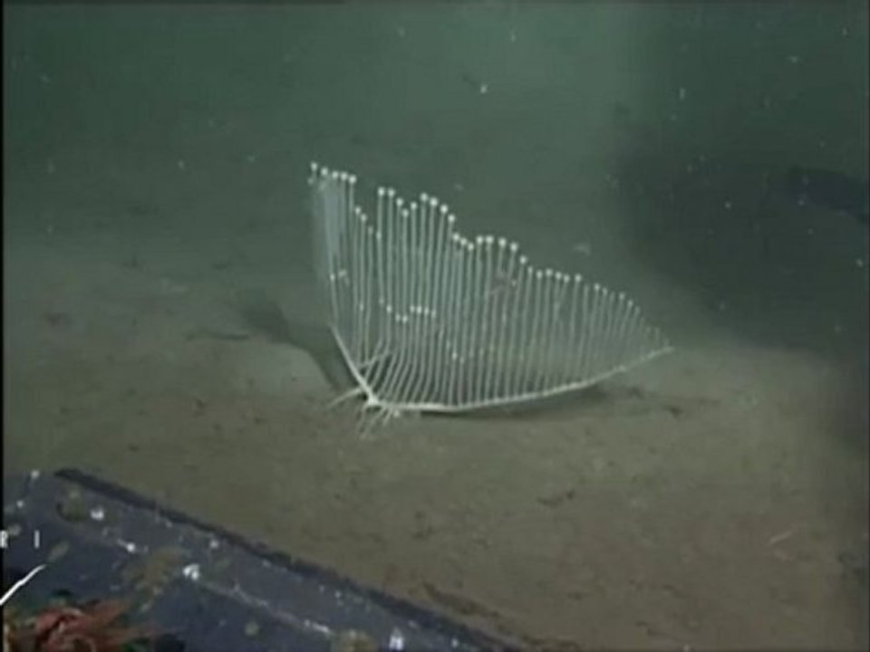 L'éponge " harpe "