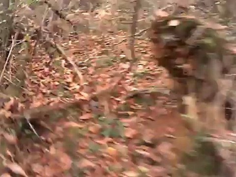 Chasse à la bécasse avec Choco