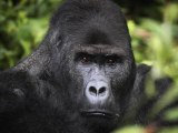 Gorilla Population On The Rise Giving Hope To The Most Endangered Species
