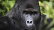 Gorilla Population On The Rise Giving Hope To The Most Endangered Species