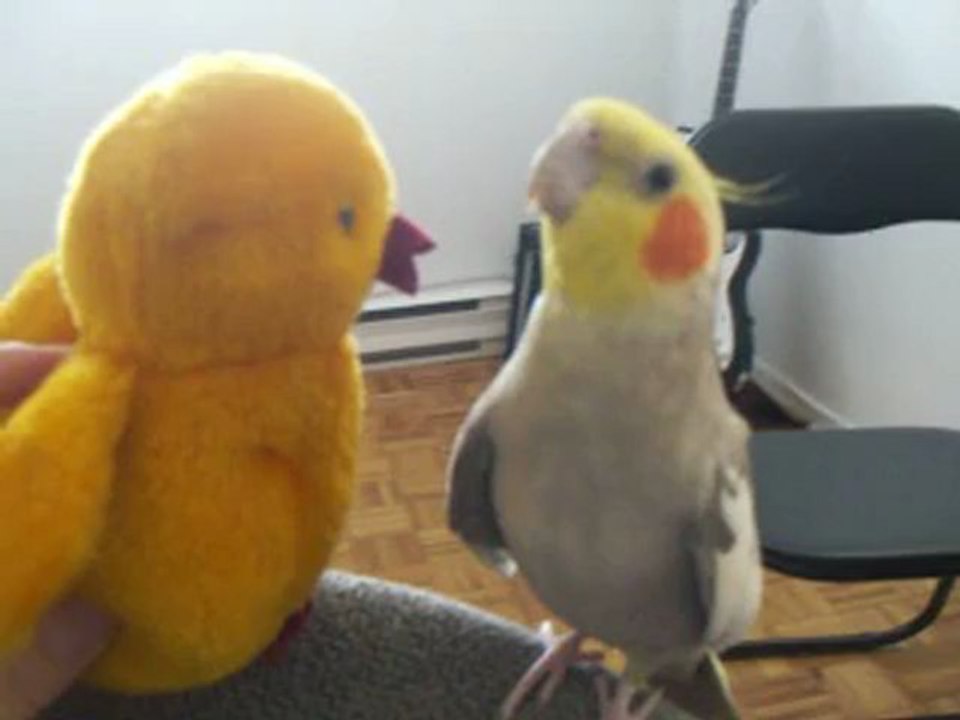 Cockatiel training - Cockatiel singing some nice hits