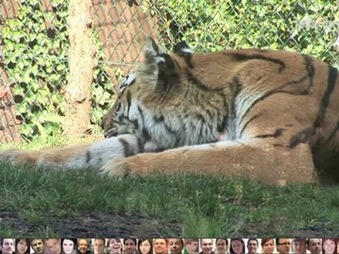 J’ai la fibre – Mes initiatives - La fibre optique pour le zoo d’Amneville