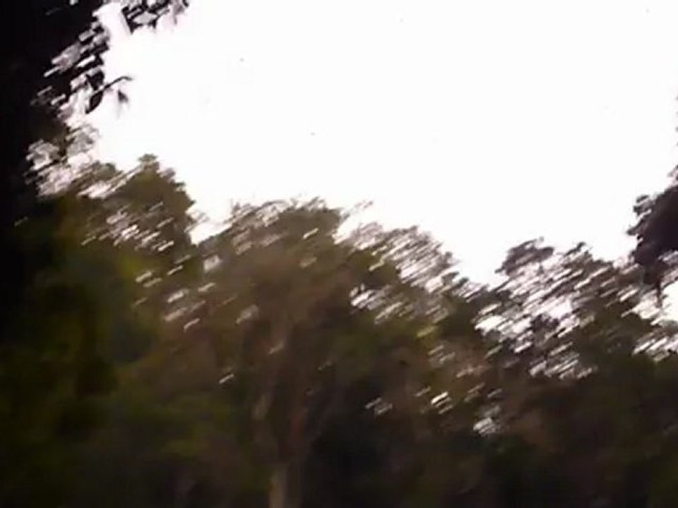 Les chauves souris de Tham Lod