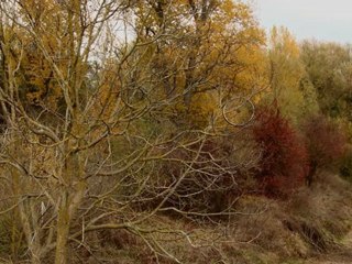 "L'île de Corse" de Nadejda Tilhou