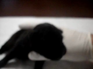 Chiot mâle n1 Elevage Hold up (né le 07/11/2012)