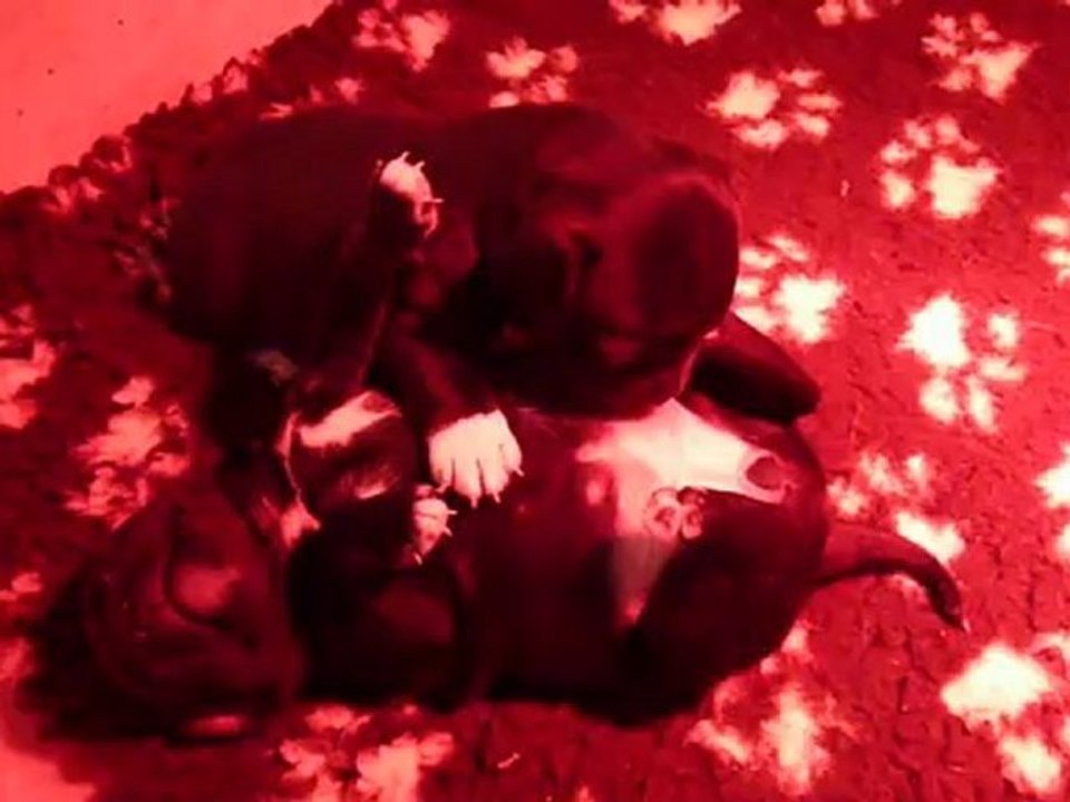 Bébé Ever x Kyle 12/11/12