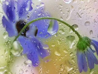 The shadow of your smile...(Ernesto Cortazar)