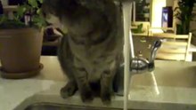 watercat