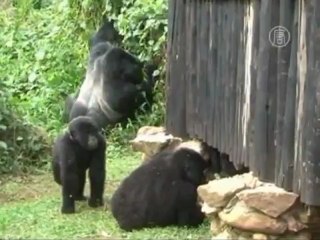 Горилл в Уганде стало больше