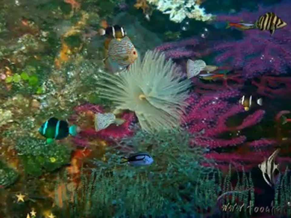 SCREENSAVER AQUARIUM DE POISSONS EXOTIQUES