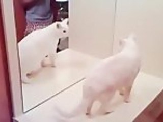 There Can Only Be One