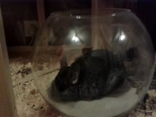 Ghyzmo et Tchuck prennent leur bain !