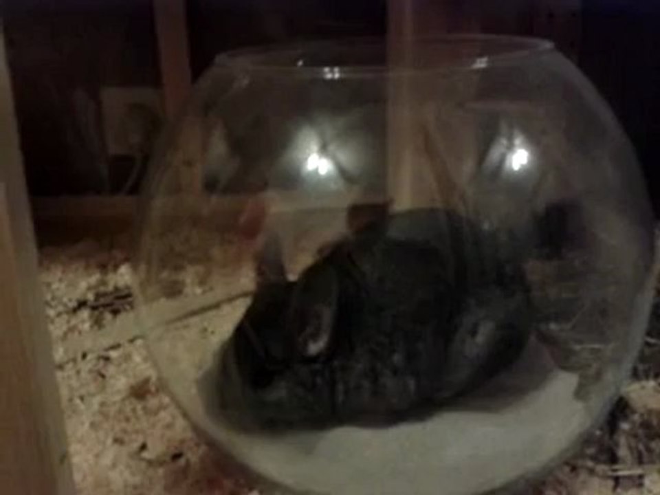 Ghyzmo et Tchuck prennent leur bain !
