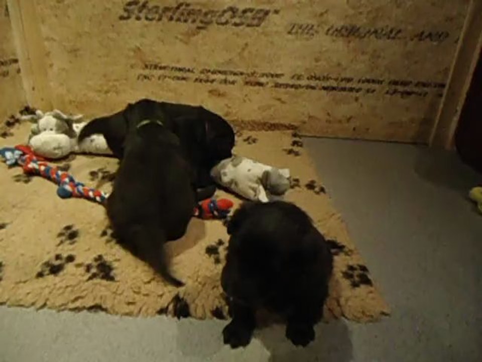 bébés berger hollandais 3 semaines (11-11-2012)