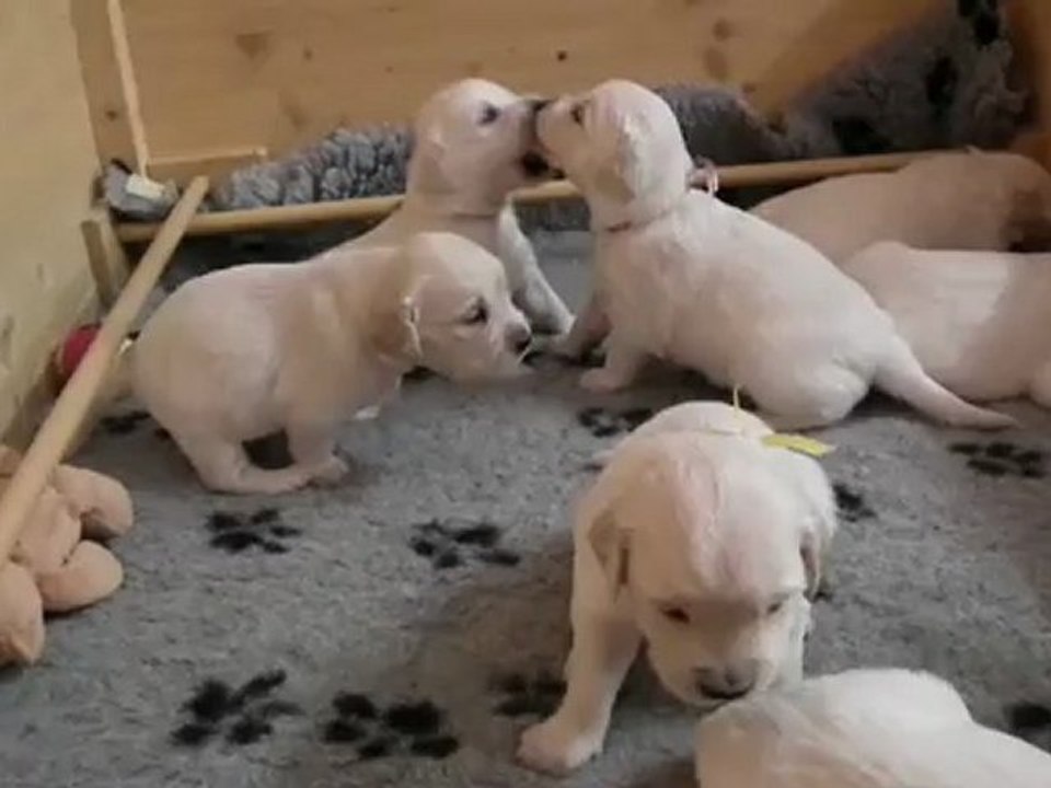 chiots golden retriever à 3 semaines